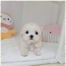 행복한 강아지 이미지