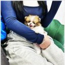 펫퍼스트 24시 강아지분양고양이분양 용인점 | 펫퍼스트 용인 강아지분양 고양이분양 방문 후기