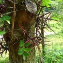 주엽나무의 효능 및 부작용 이미지