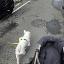 착한언니 애견살롱 | ‘스윗니스커피 (sweet ness coffee)’궁동 애견동반 커피 맛집 찾았다!(내돈내산)