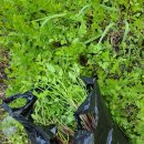 GS25 분당중앙점 이미지