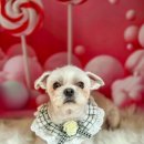 김포24시 힐 동물의료센터 이미지