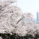 도당산 벚꽃 축제 4월 8--9일 --9일출연진 색소폰 유광우 가수다정 민요정진주 이미지