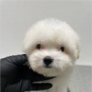 청주 강아지 분양 리몽드 퍼피 켄넬 이미지