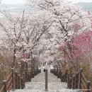 벚꽃 | 김천 연화지, 대구 침산공원 이미지