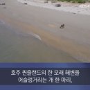 ■ 5m 바다악어 개를 노리다 이미지