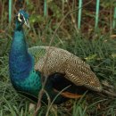 호암가든 이미지