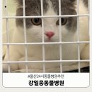펫365동물병원 | [공지] 내돈내산 울산24시 고양이 강아지 강일웅동물병원 주차 진료비용