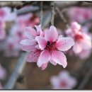(주)복사꽃사람들 Daum카페
