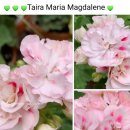 베베앙드레 이미지