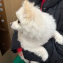 베리독하우스 애견유치원 & 애견호텔 부천점 | 애견유치원 - 베리독하우스 애견미용실 부천