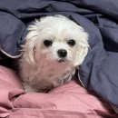 이선동물병원 | [포항이선동물병원]우리 공주 아프지만 말자 💫🍀