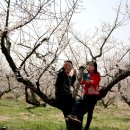 매화농장 이미지