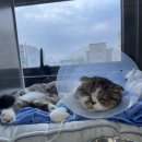 울산에스동물메디컬센터 이미지