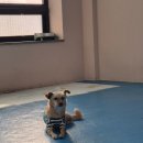 애견훈련소 보담 이미지