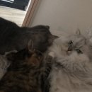 멍개 그루밍 이미지