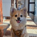 만찐두빵 이미지