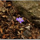 표충사주차장 이미지