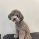 더키움 동물병원 이미지