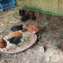 쪽제비동산 이미지