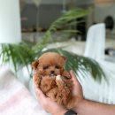 슈슈퍼피 이미지