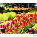 진안마이돈 이미지