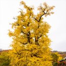 용문산야생화마을 | 🍂단풍 여행 나들이, 아직도 고민 중! 주말🍁가을 테마 여행지 TOP 3
