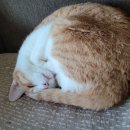 시지W동물의료센터 이미지