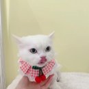 미야옹실 이미지