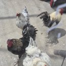 쌍둥이농장 | 강릉가볼만한곳 강릉 쌍둥이동물농장 체험 후기