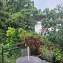 정원이있는 카페 이미지