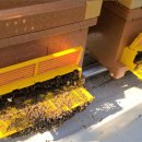 약돌농장 이미지