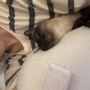 24시 글로리 동물병원 이미지