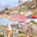 문화관광농원청소년야영장 | 2026 전남 광양 매화마을 축제 실시간 개화율 만개