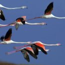 플라밍고 이미지