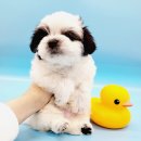 멍스타 김포강아지 분양 이미지