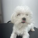 멍그라미 이미지