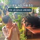 미소농장(생산종류: 고양이) | 발리 루왁 커피 카페 추천 우붓 시장 발리스타 사향고양이