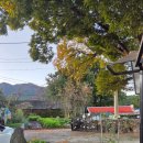 느티나무 민박 이미지