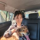 [댓글 생중계] 착한 오공이의 부산 입양길을 함께 배웅해주세요 ~ 이미지