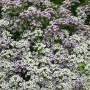 이베리스 이미지