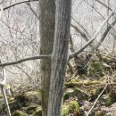 자연산 벌나무(산청목) 이미지