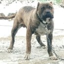 도그피아 이미지