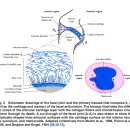 척추 후관절의 생체역학 - 2011년 최신 논문(수련의 몫) 이미지