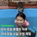 수달수영장 | 특별한체험 아이와 수달 수영 체험 리얼 후기 이웃집수달