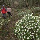 청수 곶자왈 이미지