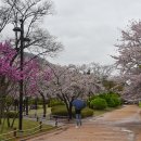 김해, 연지공원의 튤립과 벚꽃 이미지
