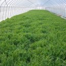 미대농장 이미지