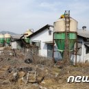 장수양돈 이미지