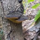 황금버섯 이미지